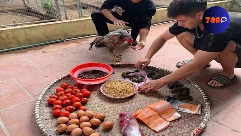 Bí quyết chọn thời điểm hiệu quả cách vô mồi cho gà đá