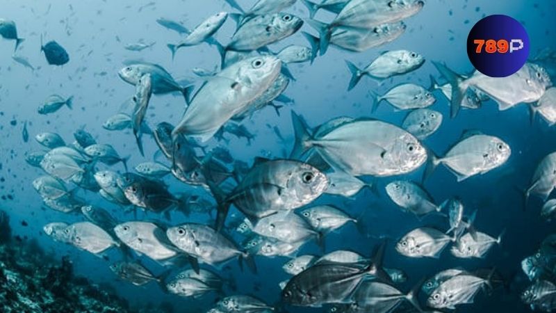 Các giấc mơ thấy cá phổ biến