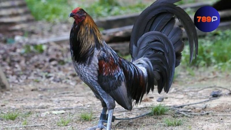 Hành trình phát triển của các dòng gà Mỹ