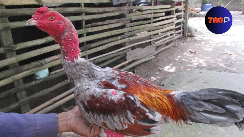 Hướng dẫn vô mồi gà đá qua các giai đoạn phát triển