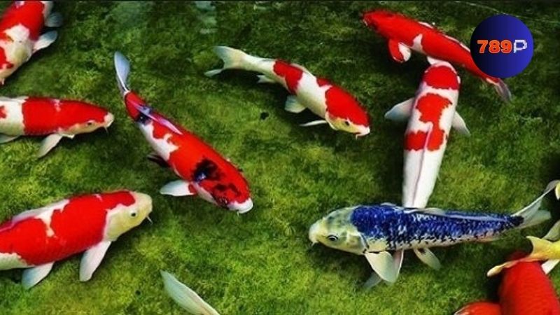 Nằm mơ thấy cá là điềm báo gì?