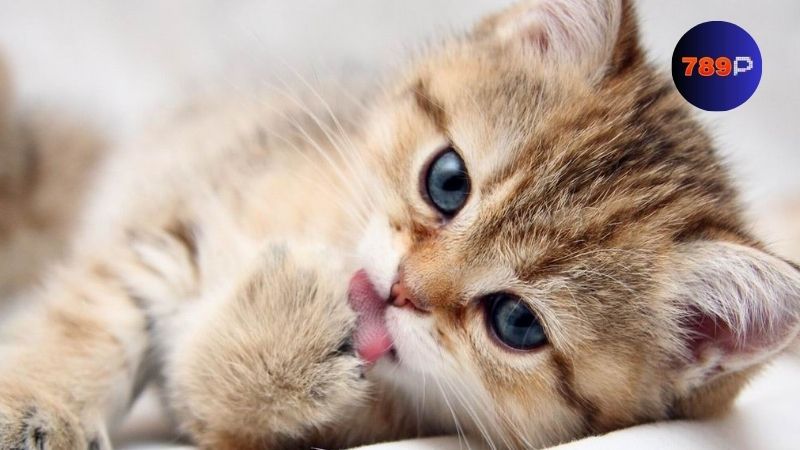 nằm mơ thấy mèo