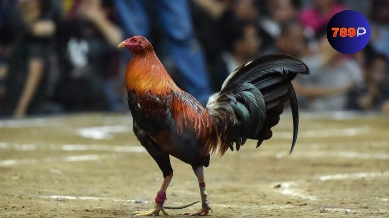 Những điều cần biết khi chọn các dòng gà Mỹ