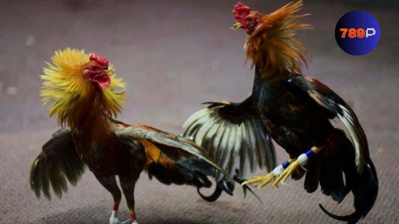Ưu điểm nổi bật khi chơi đá gà 789P